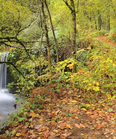 Camino en Muniellos al lado de una cascada