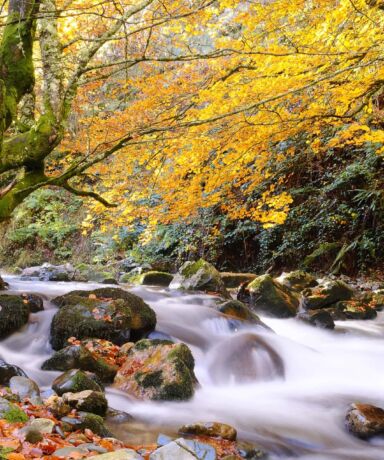 Río en otoño